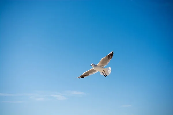 Seagull flying in sky over the sea waters — Stock Photo, Image