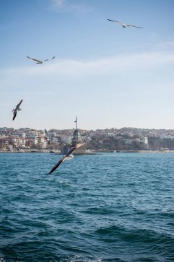 Martılar Istanbul'da deniz üzerinde gökyüzünde uçmak