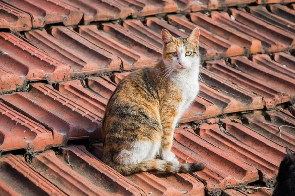 노숙자 거리 고양이의 다른 초상화 — 스톡 사진