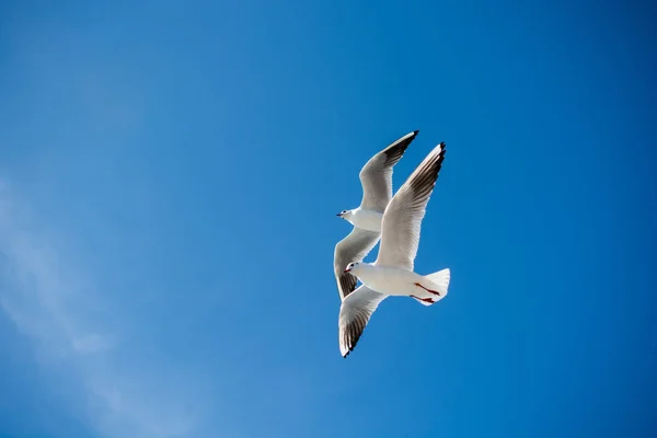 Deniz sular gökte uçan martıları çifti — Stok fotoğraf