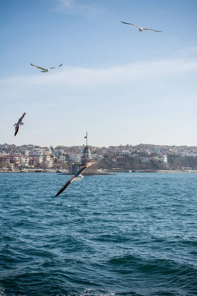 Gaivotas voam no céu sobre o mar em Istambul — Fotografia de Stock