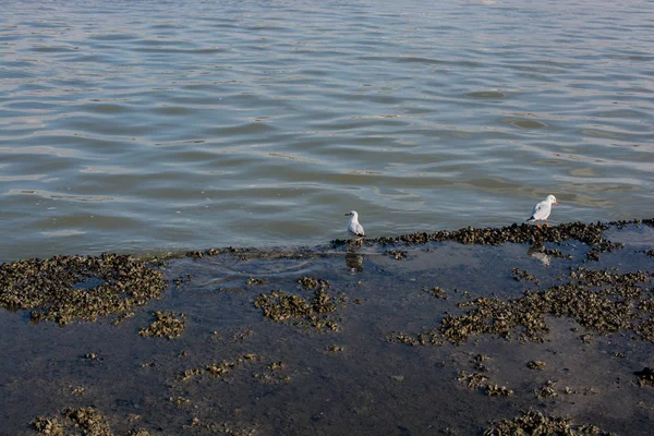 Seagull standing on the shore by the sea — Stock Photo, Image