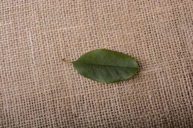 Gri kahverengi tuval arka plan üzerinde yaprak