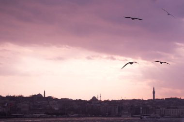 Istanbul'da gökyüzünde uçan martılar