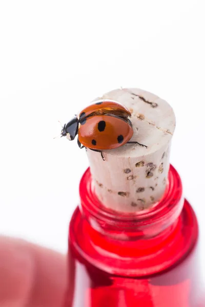 Schöner roter Marienkäfer auf einer Flasche — Stockfoto