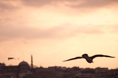 Istanbul'da gökyüzünde uçan martılar