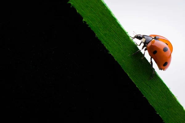 Bela joaninha vermelha andando em um quadro de avisos — Fotografia de Stock