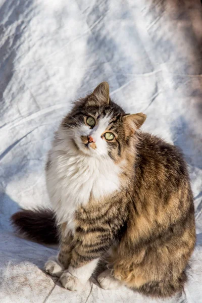 Otro retrato de un gato callejero sin hogar —  Fotos de Stock