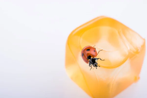 Schöne rote Marienkäfer herumlaufen Objekte — Stockfoto