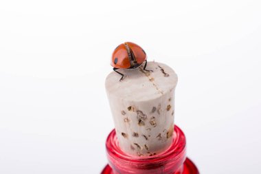 Bir şişe üzerinde yürüyen güzel kırmızı uğur böceği