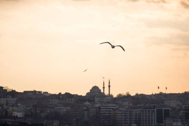 Istanbul'da gökyüzünde uçan martılar