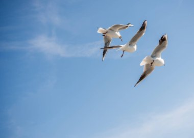 Deniz sular gökte uçan martılar