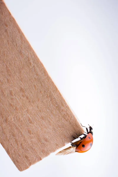 Schönes Foto Von Rotem Marienkäfer Auf Einem Stück Holz — Stockfoto