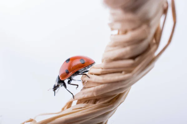 Schöne rote Marienkäfer herumlaufen Objekte — Stockfoto