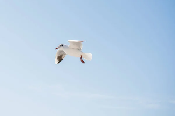 Fiskmås flyger i himlen över havsvattnet — Stockfoto