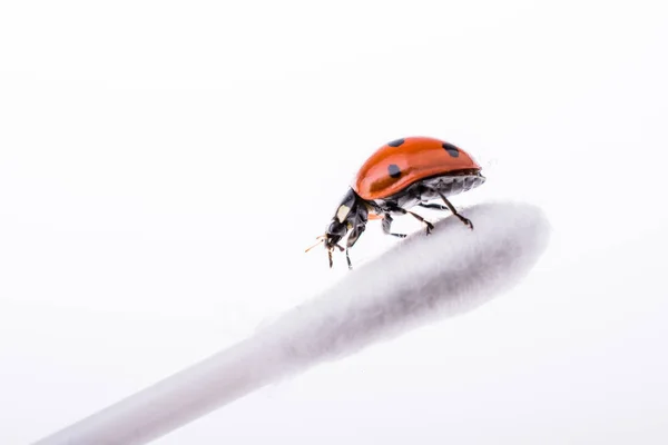 Schöner roter Marienkäfer, der auf einem Ohrenstock läuft — Stockfoto