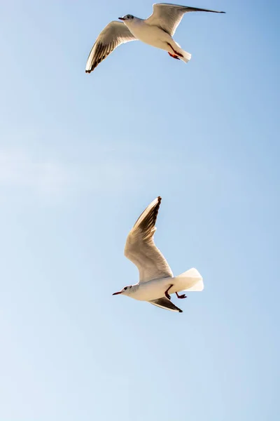 Paire de mouettes volant dans le ciel au-dessus des eaux de la mer — Photo