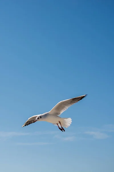 Gaivota voando no céu sobre as águas do mar — Fotografia de Stock