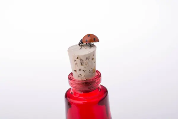 Bela joaninha vermelha andando em uma garrafa — Fotografia de Stock