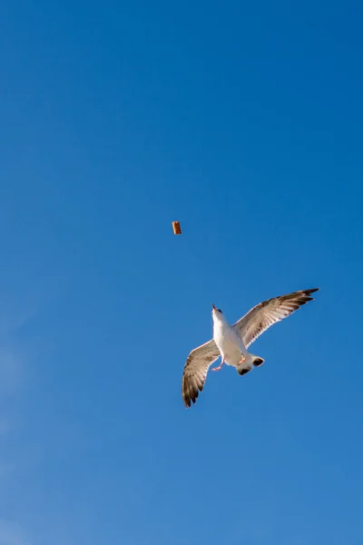 Seagull flying in sky over the sea waters — Stock Photo, Image