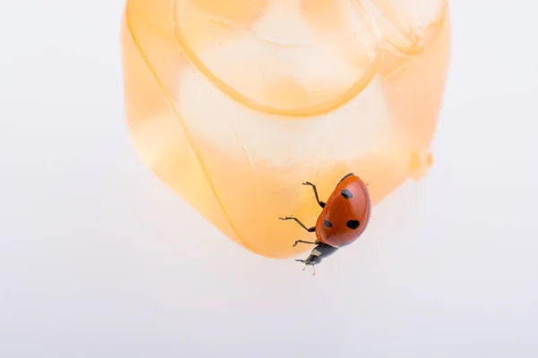 Bella coccinella rossa che cammina intorno agli oggetti — Foto Stock