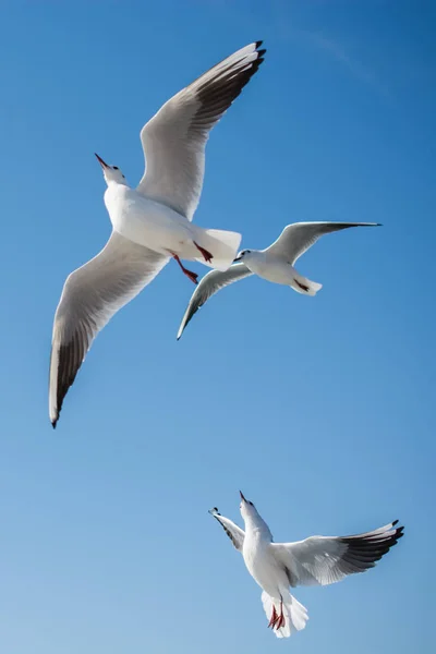 Seagulls flying in sky over the sea waters — Stock Photo, Image