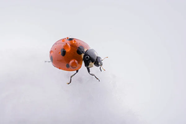 Schöner roter Marienkäfer auf Baumwolle — Stockfoto