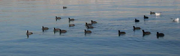 पक्षी समुद्र की सतह पर शांति से तैरते हैं — स्टॉक फ़ोटो, इमेज