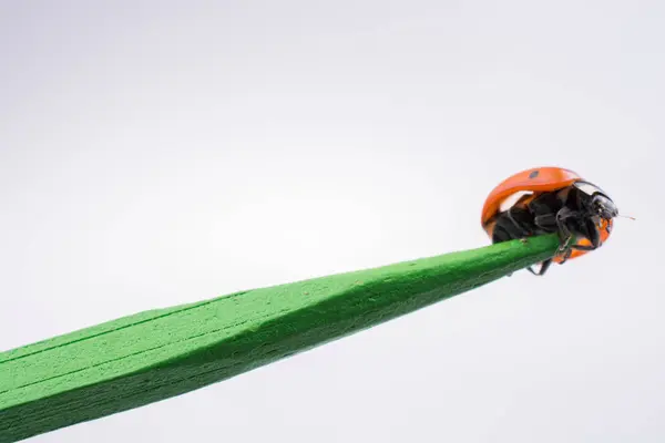 Bela joaninha vermelha andando em um pau de madeira — Fotografia de Stock