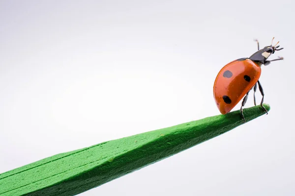 Schöner roter Marienkäfer, der auf einem Holzstock läuft — Stockfoto