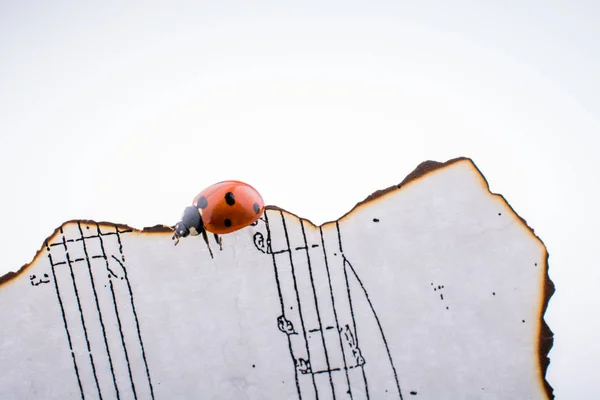 Hermosa mariquita roja caminando sobre papel quemado — Foto de Stock