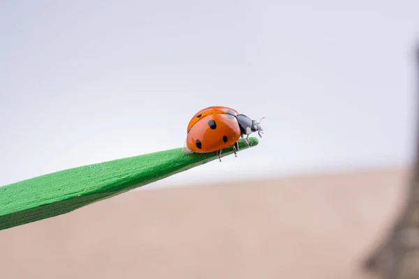 Bela joaninha vermelha andando em um pau de madeira — Fotografia de Stock