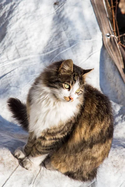 Otro retrato de un gato callejero sin hogar —  Fotos de Stock