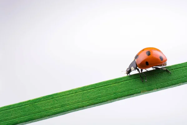 Schöner roter Marienkäfer, der auf einem Holzstock läuft — Stockfoto