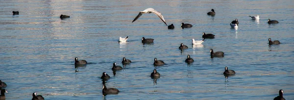 Vögel schwimmen ruhig auf der Meeresoberfläche — Stockfoto