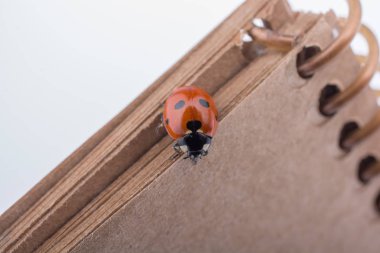 Bir defter üzerinde yürüyen güzel kırmızı uğur böceği