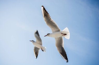 Deniz sular gökte uçan martıları çifti