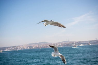 Deniz sular gökte uçan martıları çifti