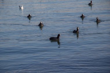 Kuşlar, sakin bir şekilde deniz yüzeyi yüzmek