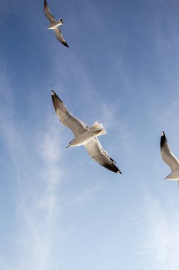 Martılar gökyüzünde uçuyor.