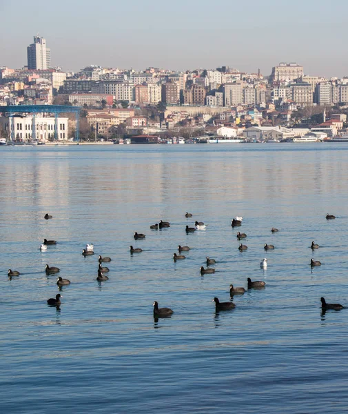 Vogels zwemmen rustig op het zee-oppervlak — Stockfoto