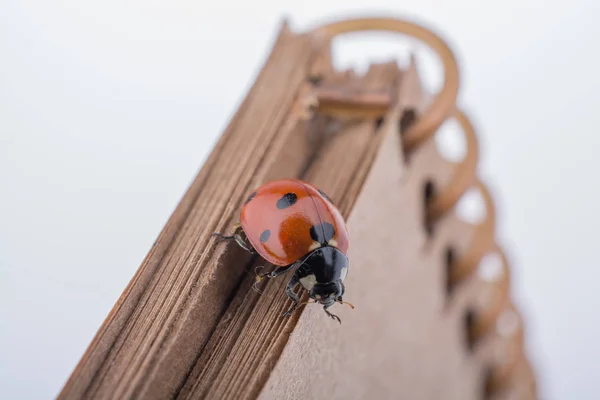 Bela joaninha vermelha andando em um caderno — Fotografia de Stock