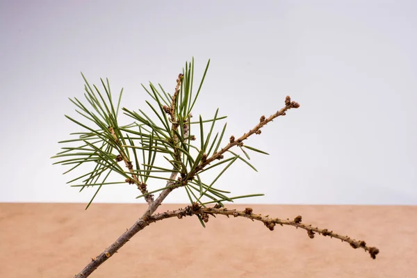 Бранч з соснового дерева з листям — стокове фото