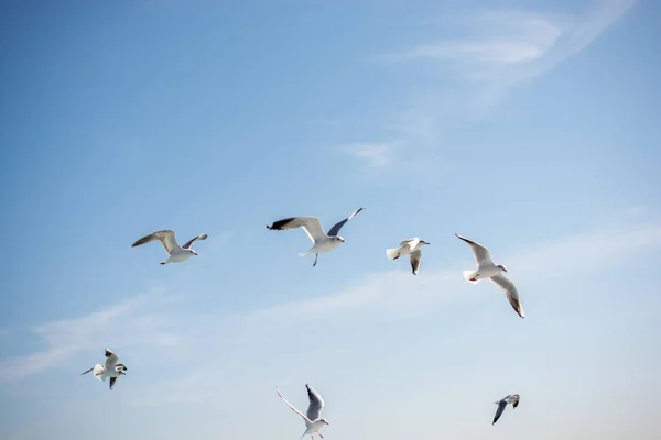 Möwen fliegen im Himmel über dem Meer — Stockfoto