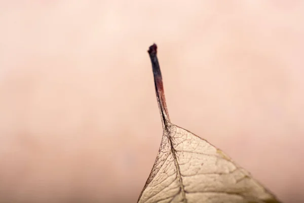 Сухий лист на коричневому фоні — стокове фото
