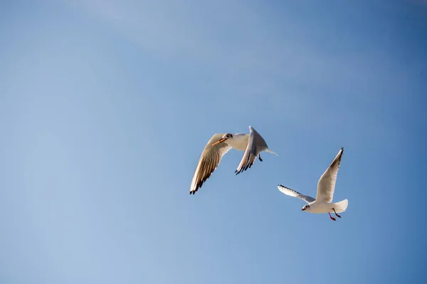 Paire de mouettes volant dans le ciel au-dessus des eaux de la mer — Photo