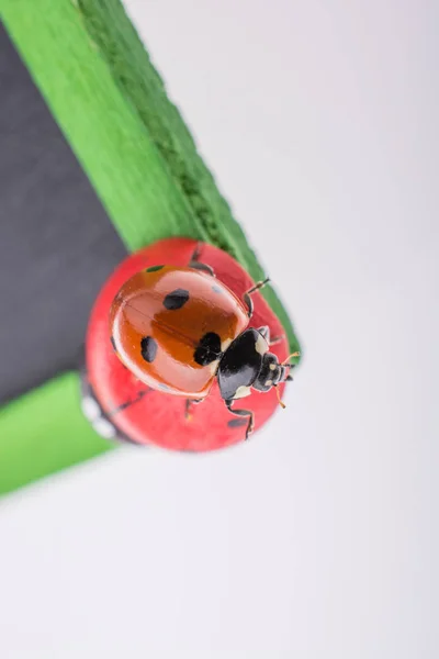 Schöne rote Marienkäfer herumlaufen Objekte — Stockfoto