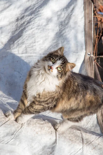 另一幅肖像的无家可归的流浪猫 — 图库照片