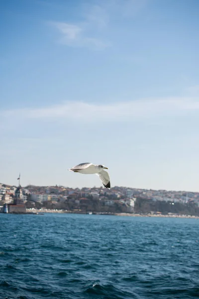 Möwen fliegen im Himmel über dem Meer in Istanbul — Stockfoto