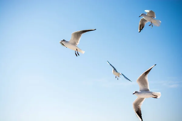 Mouettes volant dans le ciel au-dessus des eaux de la mer — Photo